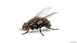 مكافحة الذباب